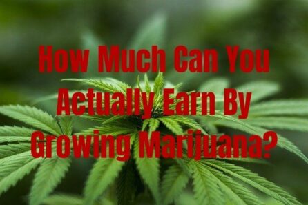 How Much Can You Actually Earn By Growing Marijuana
